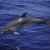 Animales Marinos &raquo; Cetaceos